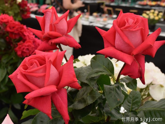 红魔王月季/爱恋之心Red Devil(图3)