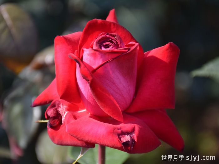 红魔王月季/爱恋之心Red Devil(图2)