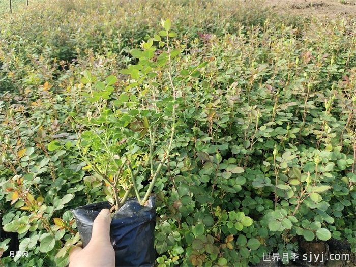 春天消灭蚜虫，月季安全度过春花期(图1)