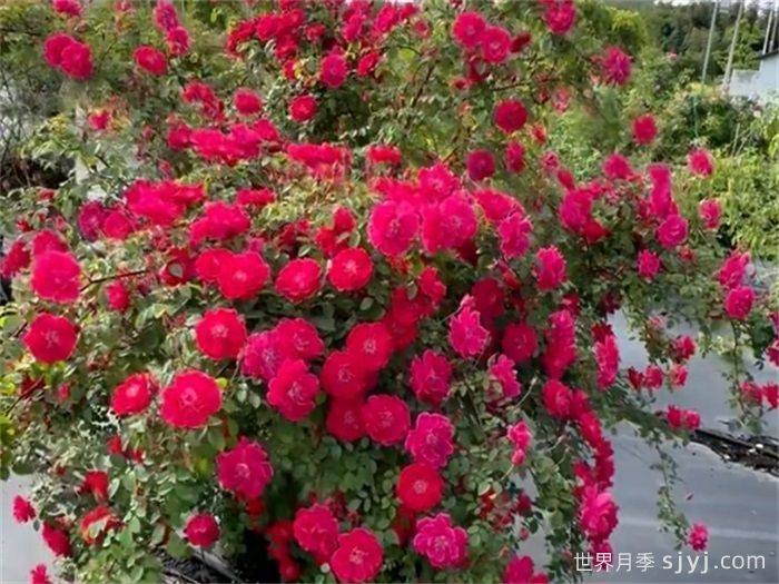 红满枝月季(图1)