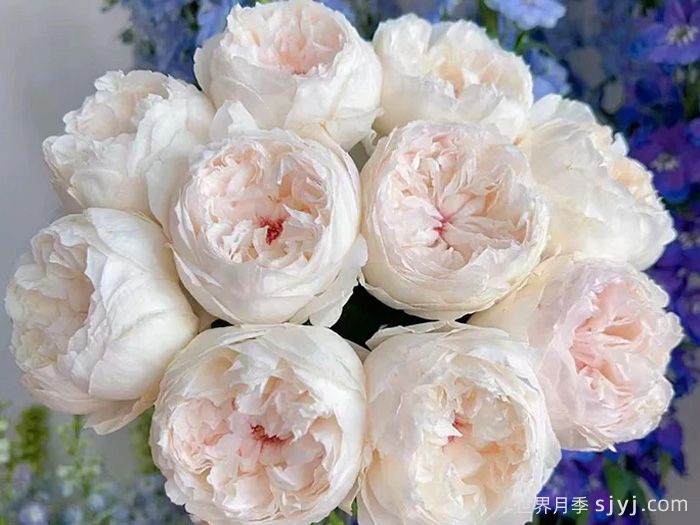 可爱瓷月季/可可杯Cocotte(图2)