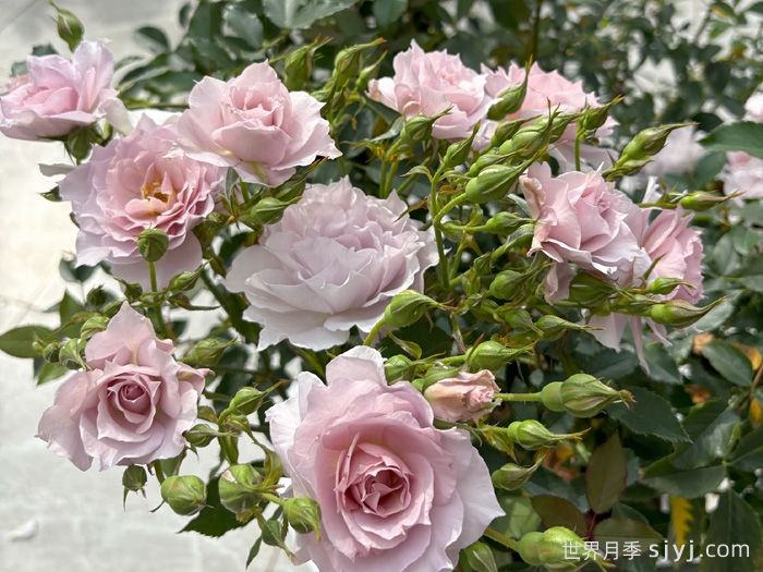 梦星落月季(图3)