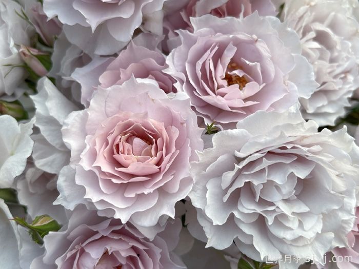 梦星落月季(图1)