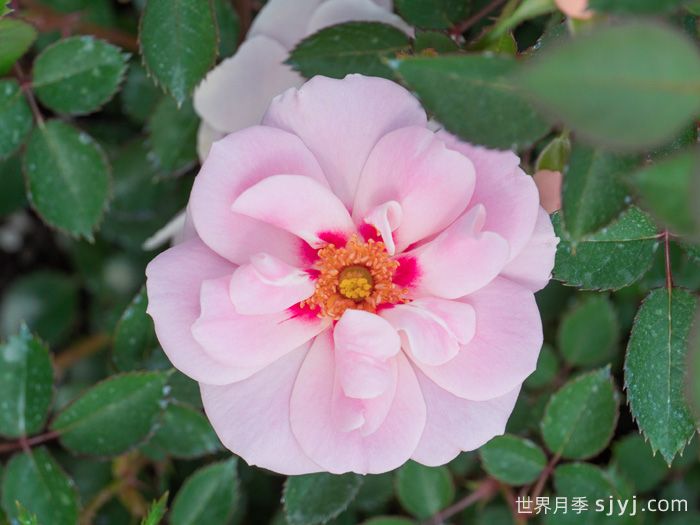 浅凝眸月季(图1)