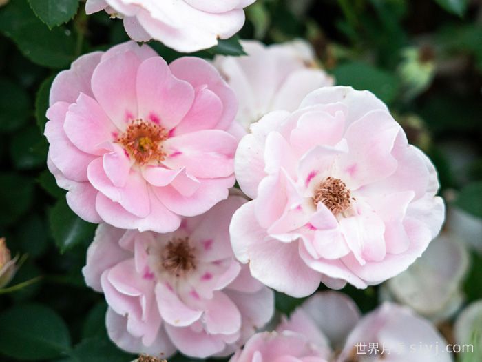 浅凝眸月季(图2)