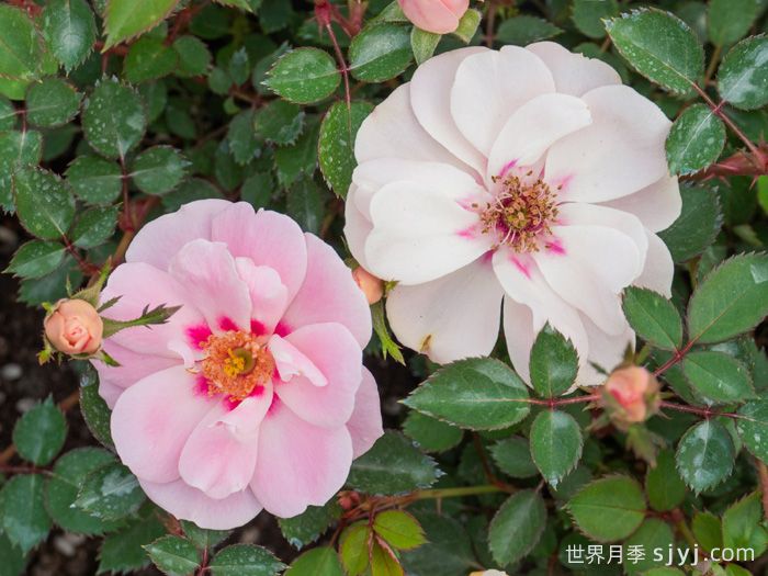 浅凝眸月季(图3)