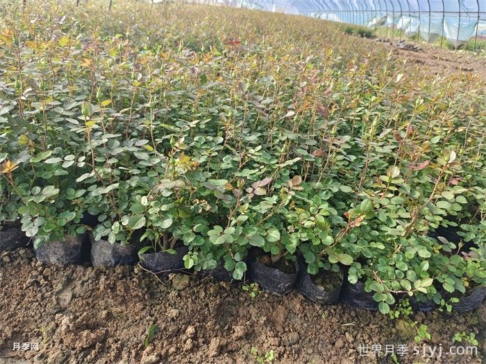 春天突然遭遇低温，月季会冻坏吗？(图1)