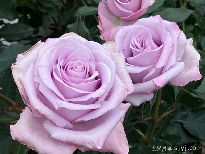 海洋之歌月季Ocean Song(图4)