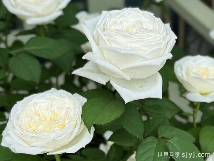 伊芙婚礼之路月季/婚礼之路Yves Wedding Road(图4)