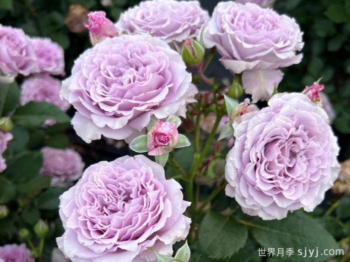 蓝丝球月季(图4)