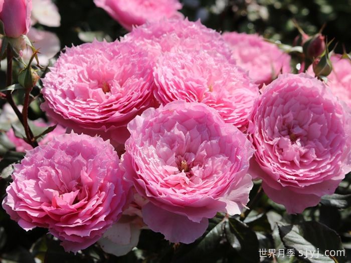 溶溶月月季(图2)