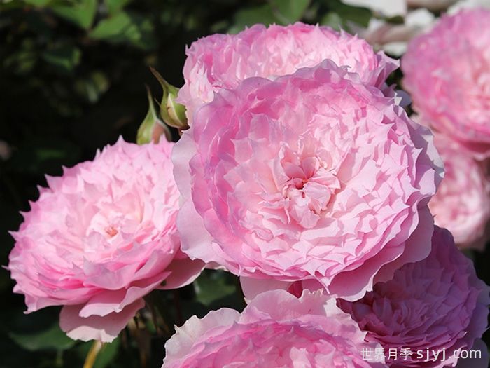 溶溶月月季(图6)