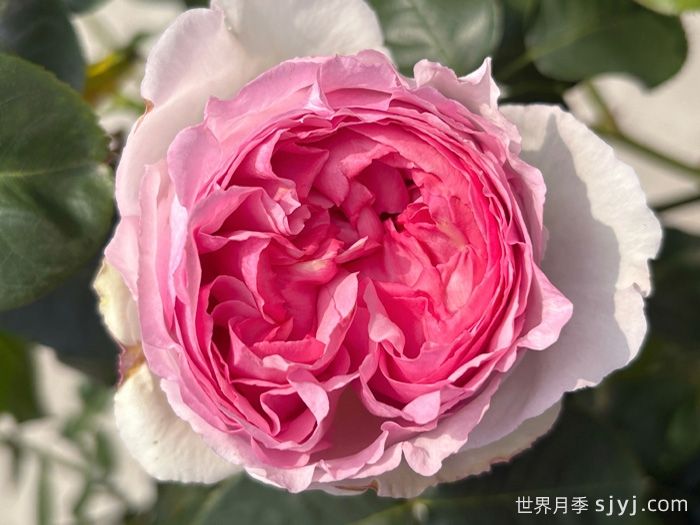 伊芙贵族香水月季Noble de Parfum(图1) 伊芙贵族香水月季Noble de Parfum(图1)