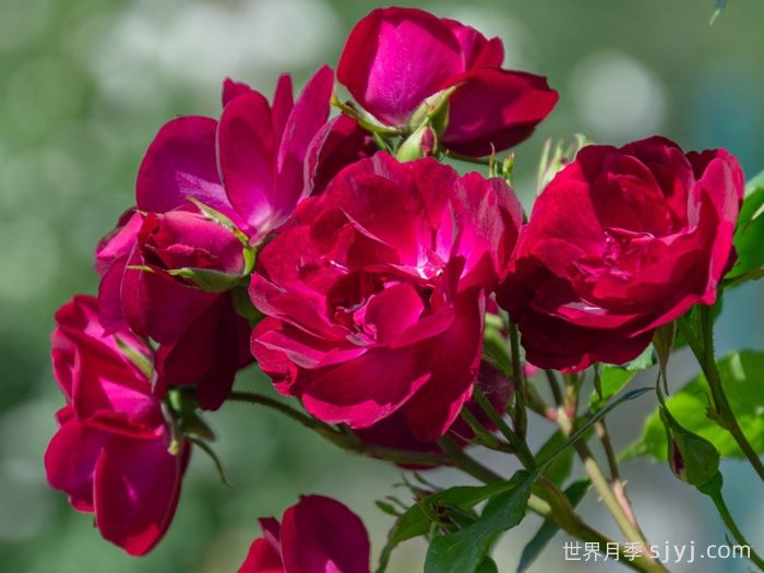 雀之舞月季(图2)