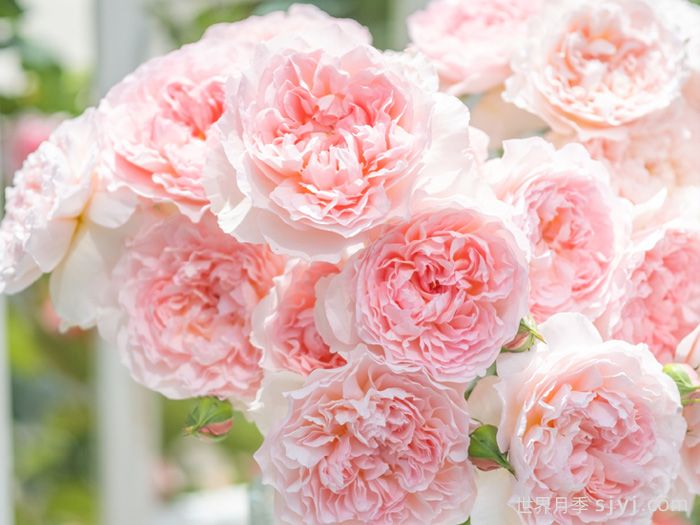 美咲抚子月季(图2)