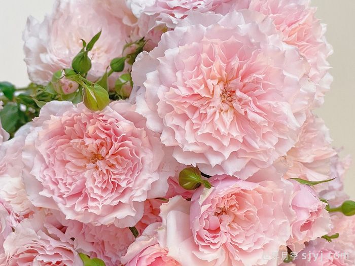 清新出尘的日本月季，不能抗拒的仙女(图1)