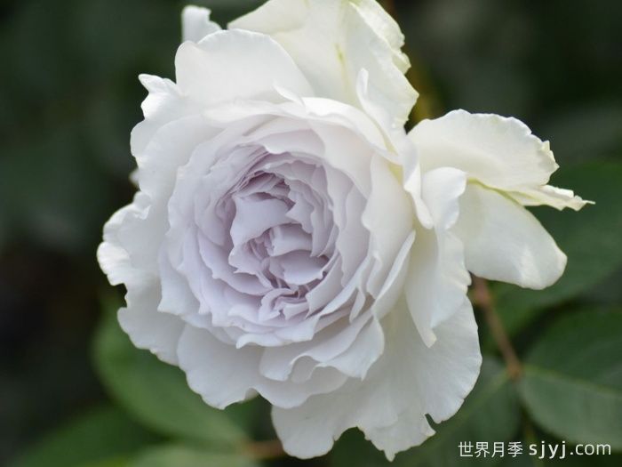 清新出尘的日本月季，不能抗拒的仙女(图2)