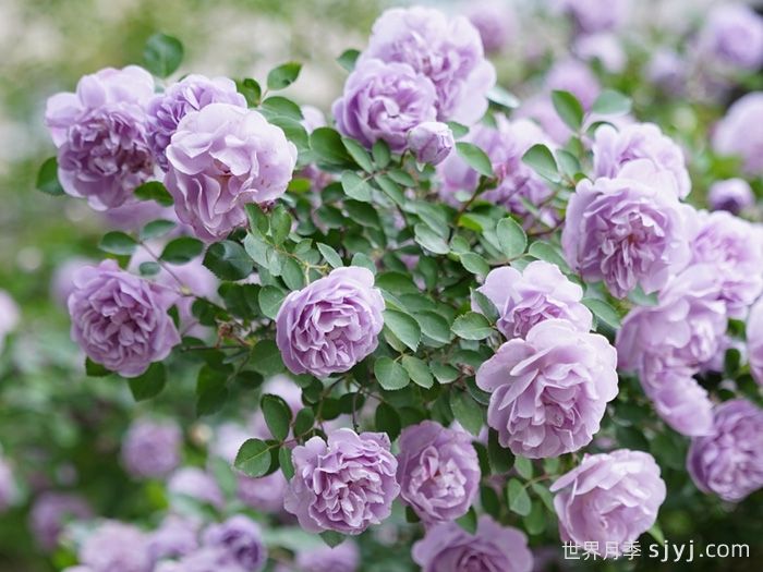 蓝色阴雨月季Rainy Blue(图5)