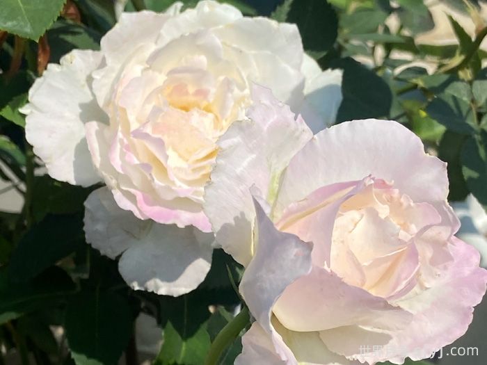 乐柏月季/勒布朗Le Blanc(图2) 乐柏月季/勒布朗Le Blanc(图2)