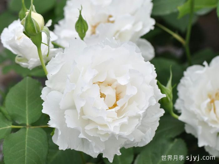 乐柏月季/勒布朗Le Blanc(图1) 乐柏月季/勒布朗Le Blanc(图1)