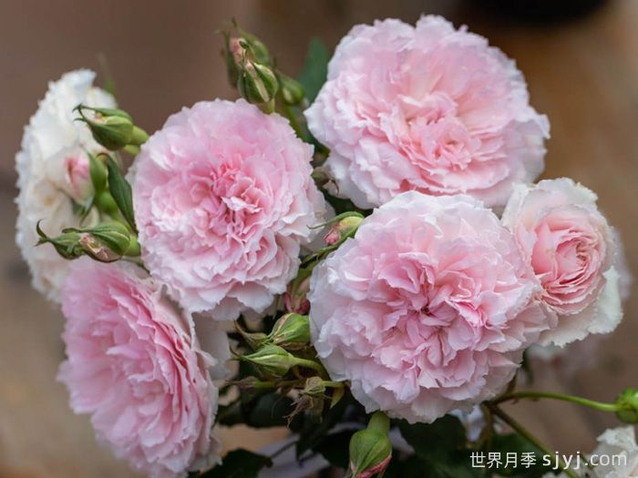 美咲抚子月季(图2)