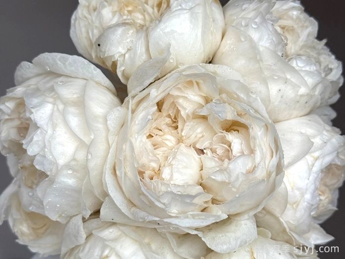 毛茸茸月季Fluffy(图2)