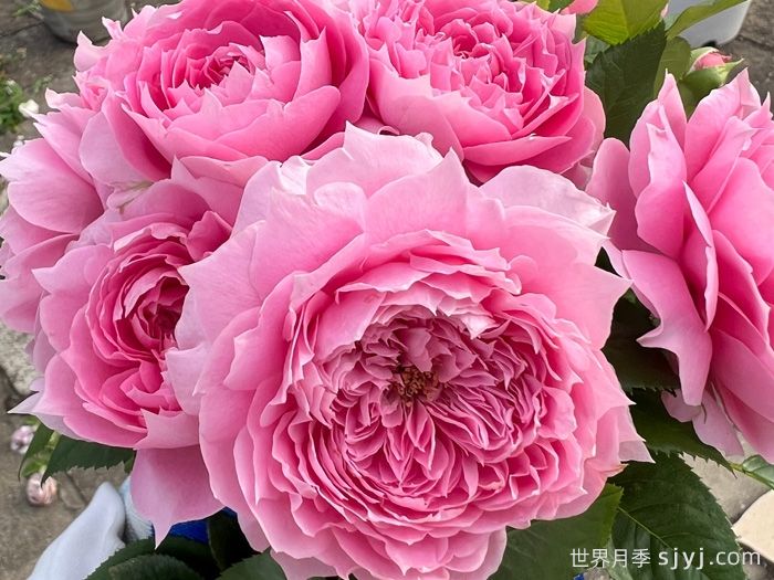 初见月季/初景Prima Vista(图2)