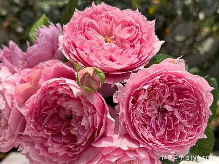 初见月季/初景Prima Vista(图1)