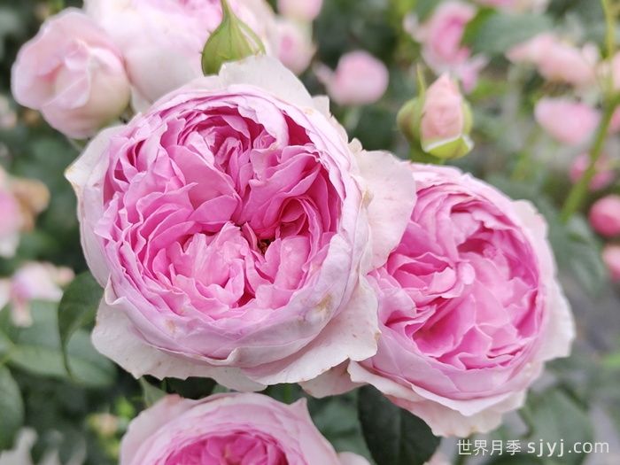 读书：月季花开在冬初(图1)