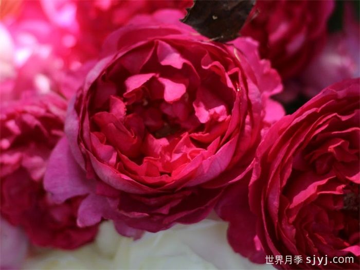推荐10种灌木月季，适合阳台庭院的品种(图7)