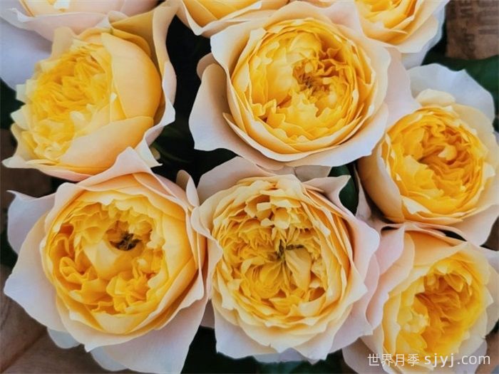 皮实又貌美的珊瑚心月季系列，个个都很优秀(图2)