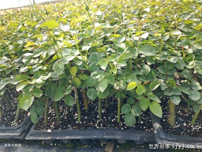 月季的繁殖方法有哪些？五大方法(图1)