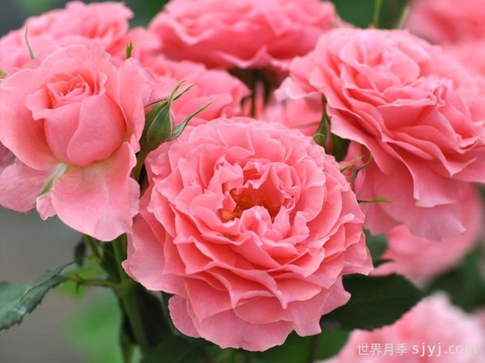 100种玫瑰品种科普(图9)