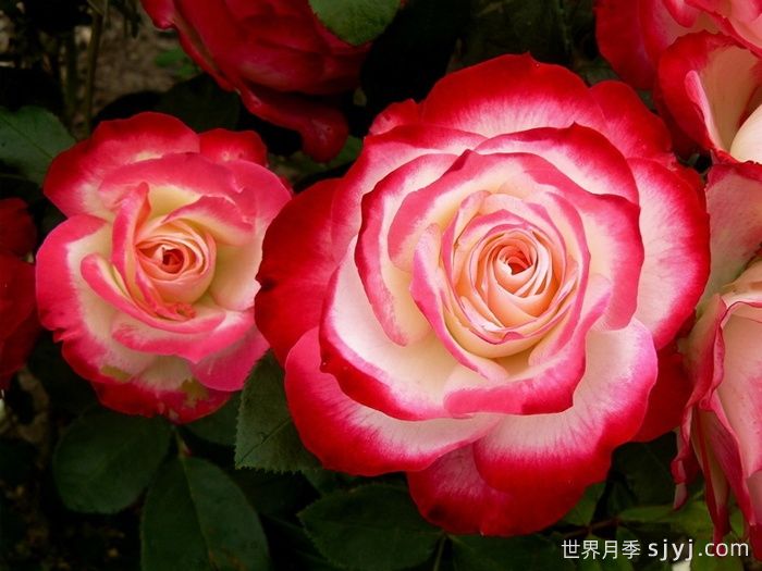 100种玫瑰品种科普(图11)