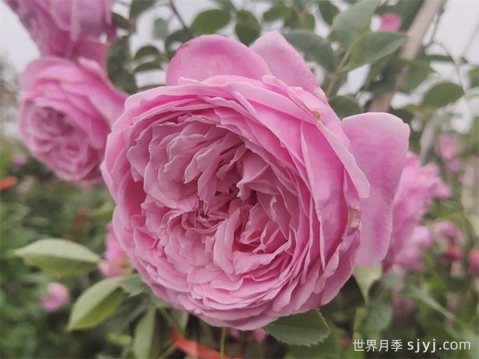 100种玫瑰品种科普(图13)