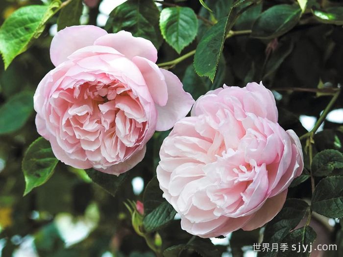 100种玫瑰品种科普(图16)
