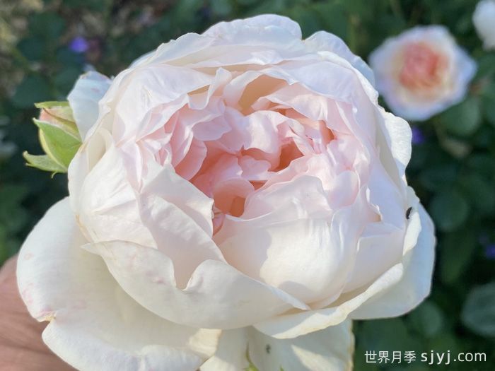 爱之光月季Loves Light(图1)