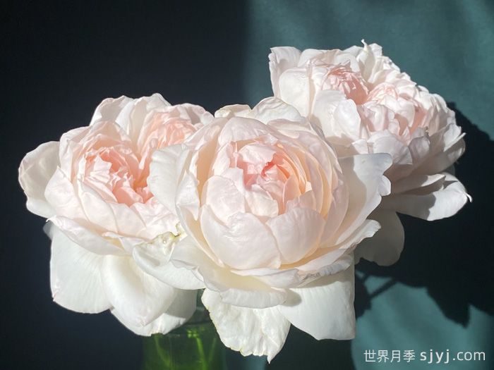 爱之光月季Loves Light(图2)