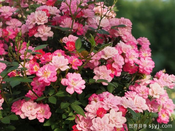 银河南船三月季/弧矢增廿二Galaxy Naos(图1) 银河南船三月季/弧矢增廿二Galaxy Naos(图1)