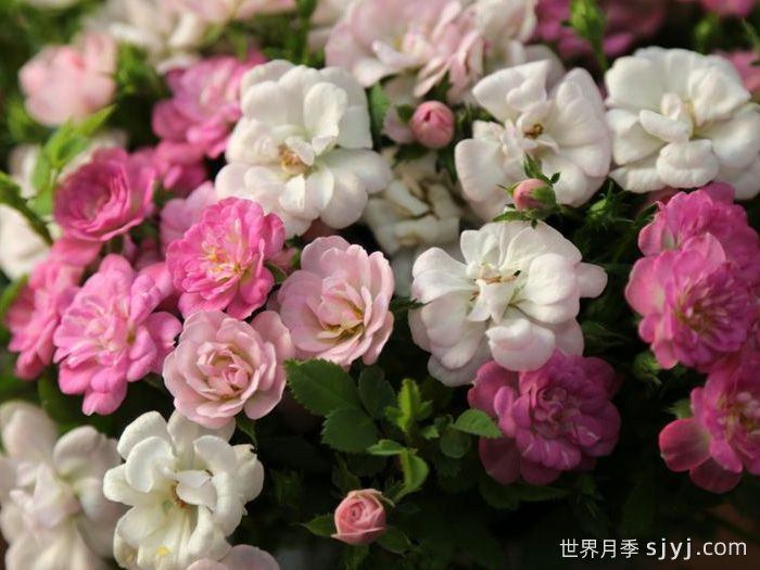 银河南船三月季/弧矢增廿二Galaxy Naos(图2) 银河南船三月季/弧矢增廿二Galaxy Naos(图2)