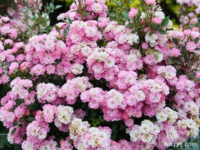 银河南船三月季/弧矢增廿二Galaxy Naos(图3) 银河南船三月季/弧矢增廿二Galaxy Naos(图3)