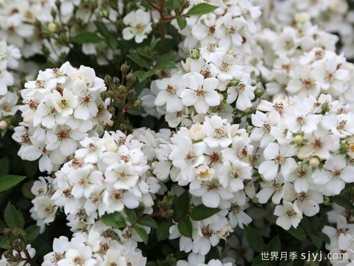 银河大角星月季Arcturus(图1)