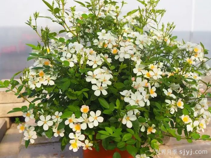 银河大角星月季Arcturus(图2)