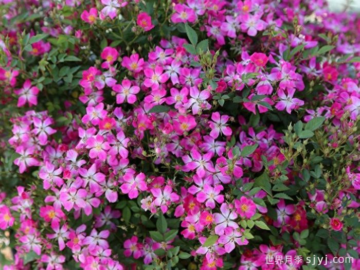 银河安塔芮丝月季/安塔瑞斯Galaxy Antares(图1)