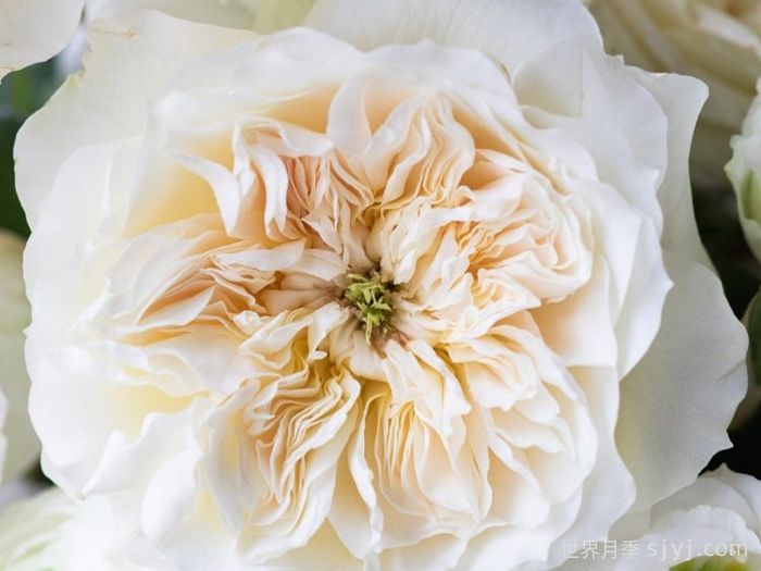 伊妮德月季Enid(图1)