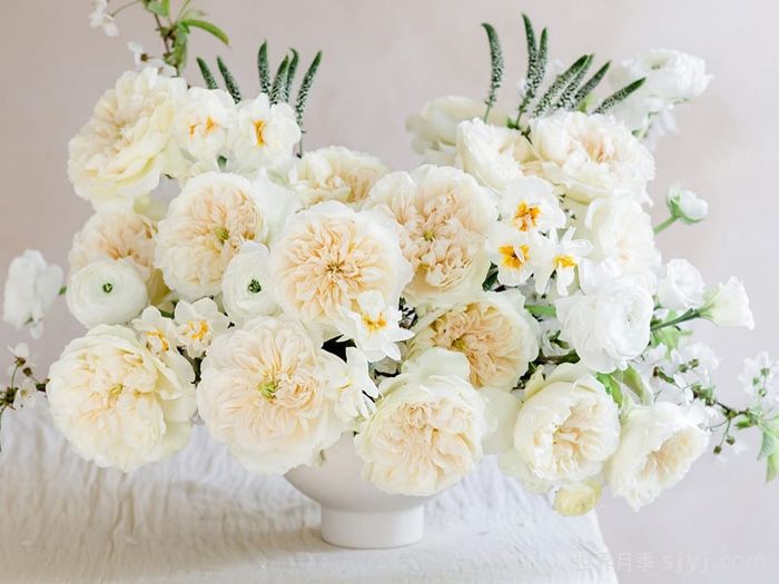 伊妮德月季Enid(图2)