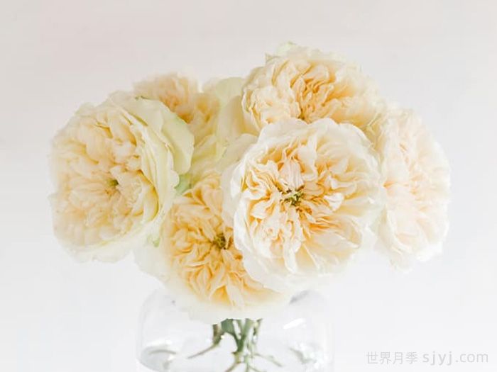 伊妮德月季Enid(图3)