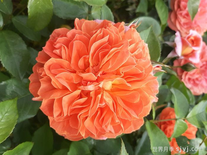 兰斯洛特月季Le Lancelot(图1)