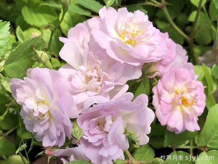 小罗迪月季Little Rhody(图1)