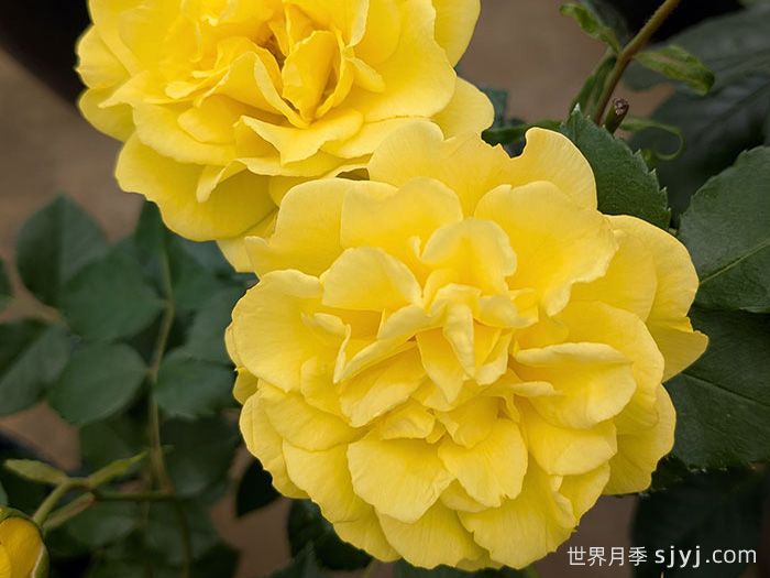 流金街巷月季/金色街景Golden Street Colors(图1)